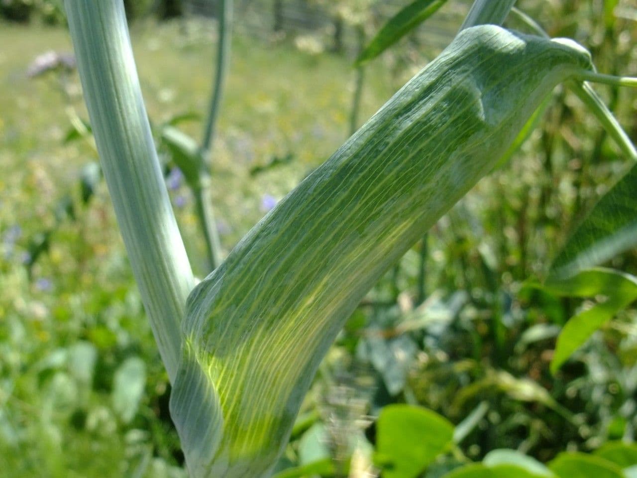 Broadleaf sermountain 22