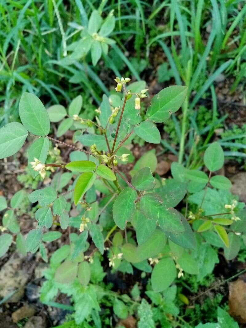 Acetosa di Barrelier 18