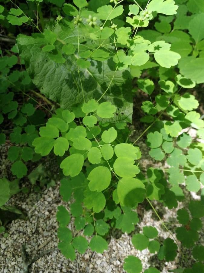 Thalictrum pubescens 13