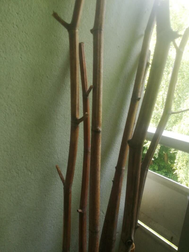 Riesenbambus 2