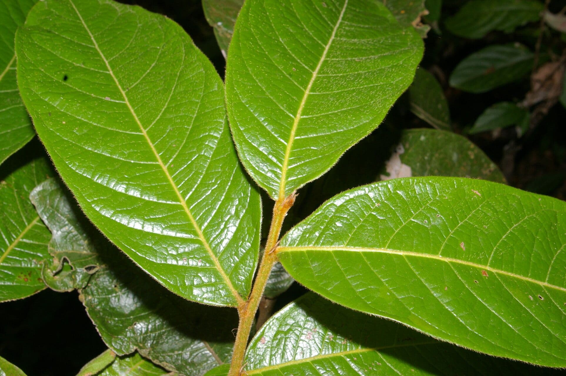 Hirtella guatemalense 4
