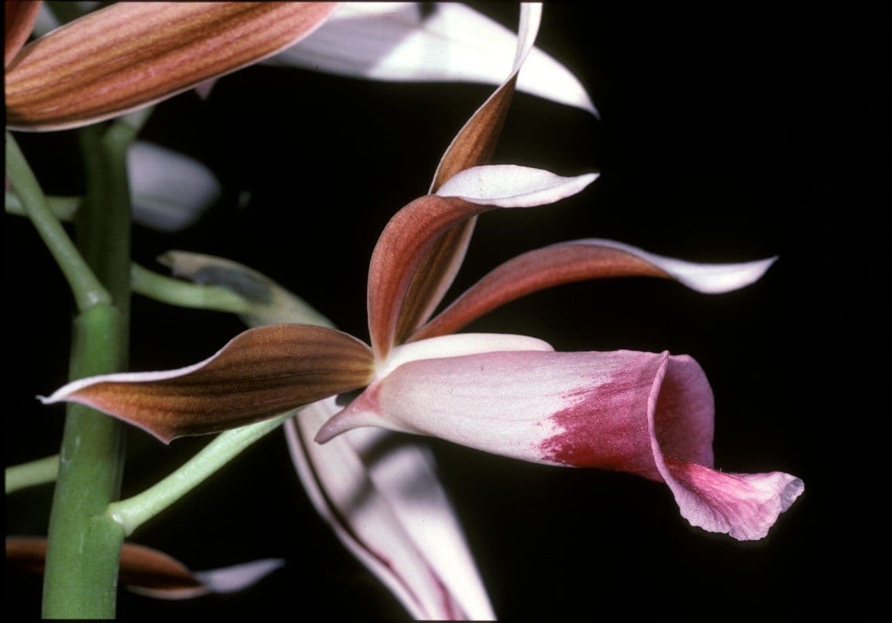 Phaius di Tankerville 3