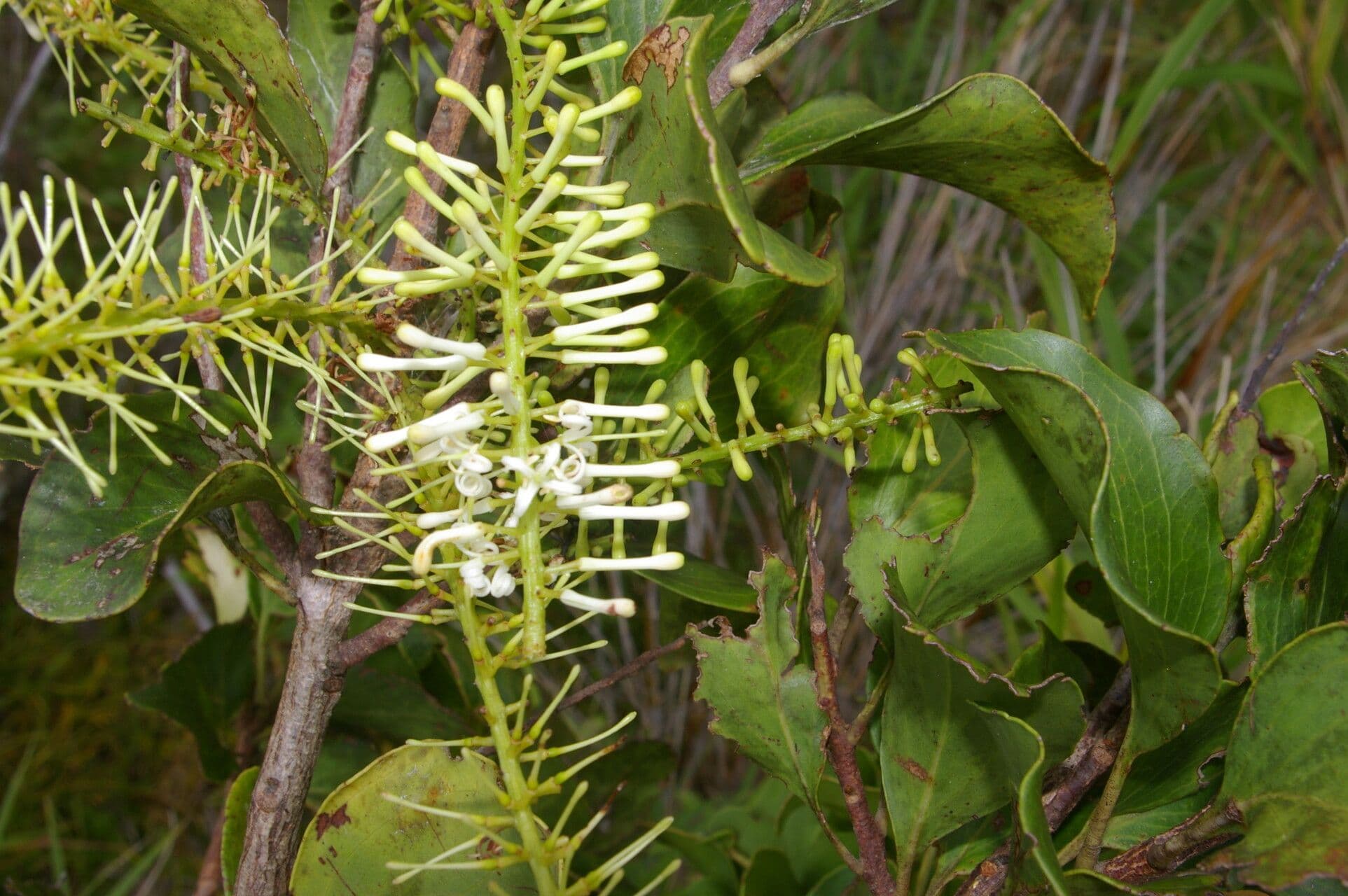 Roupala 3