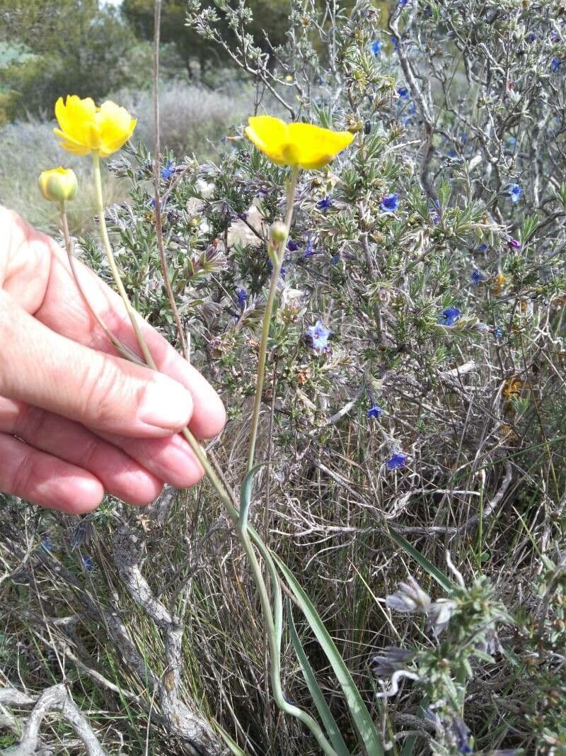 Ranunculus gramineus 17