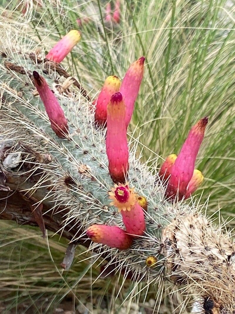 Cleistocactus