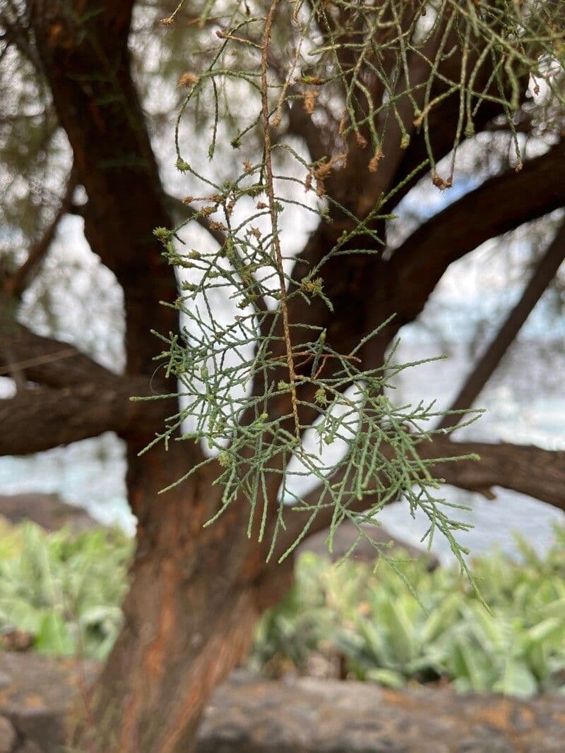 Kanaren-Tamarisk 18