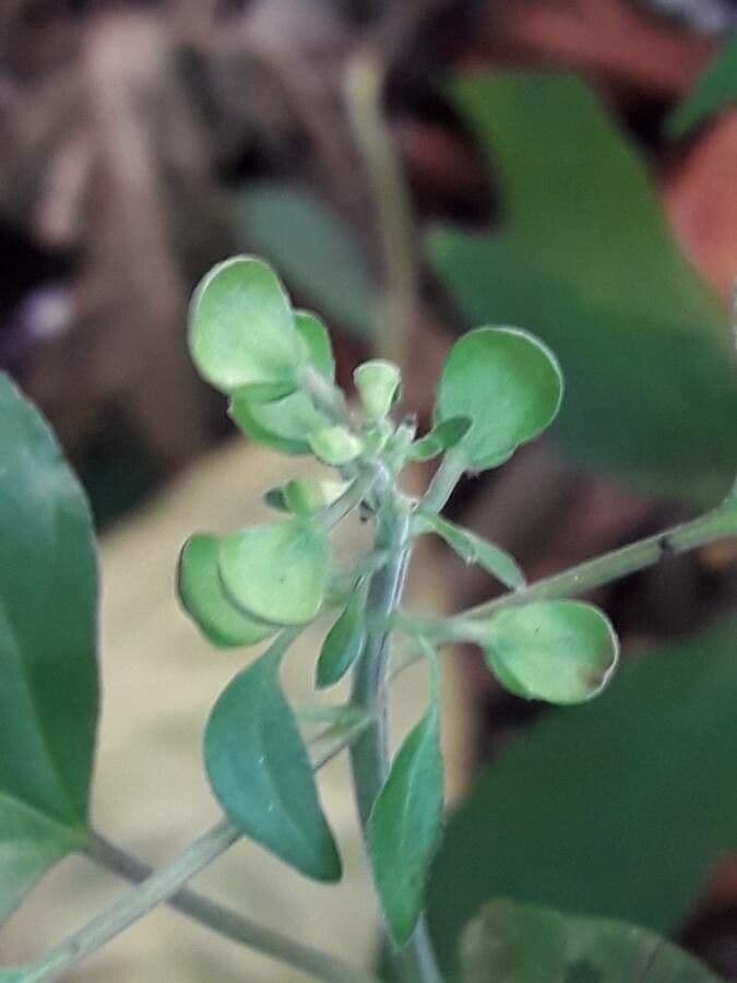 Scutellaria 7