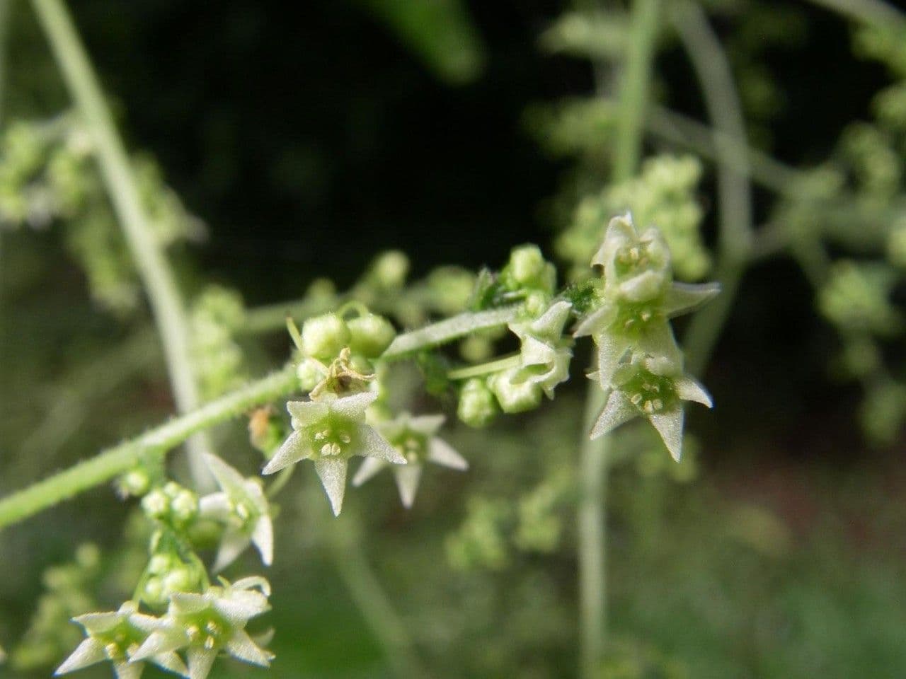 Sicydium 9