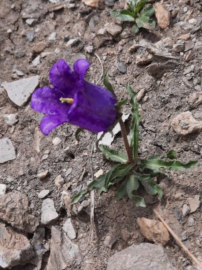 Campanula alpestre 9