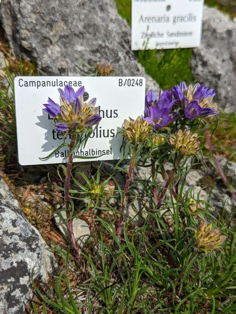 Edraianthus 4