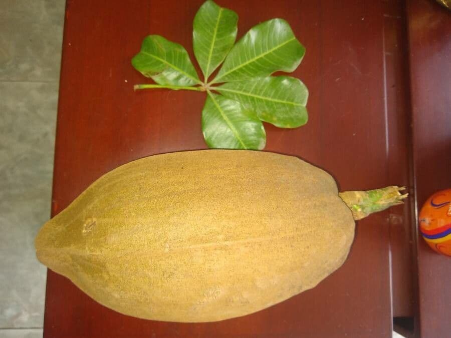 Pouteria 2