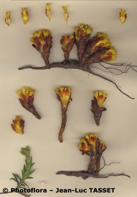 Cytinus hypocistis 12