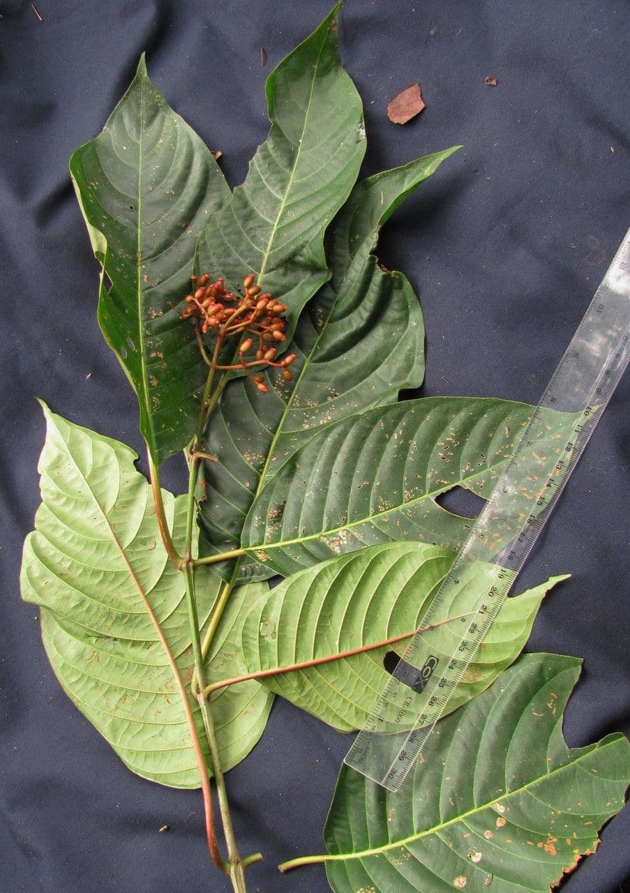 Hamelia 8