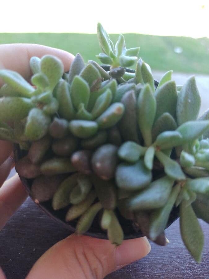 Sinocrassula