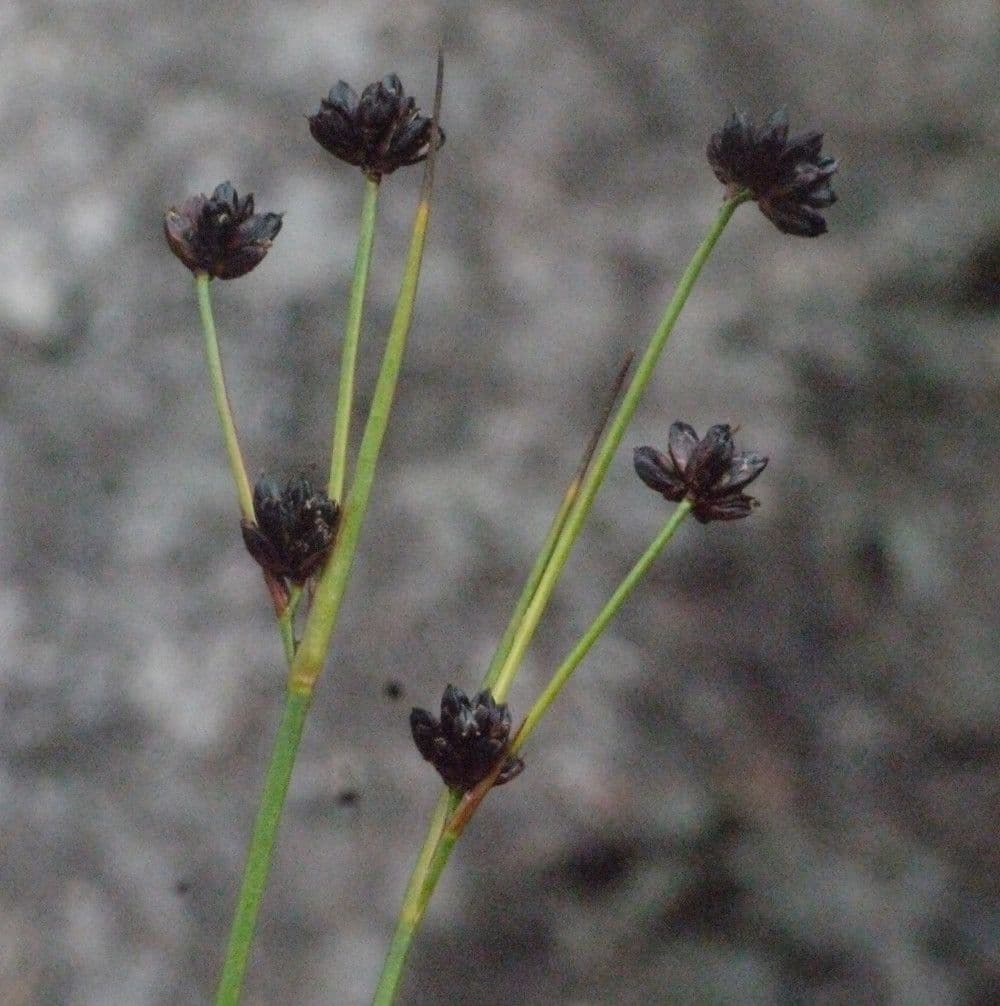 Alpen-Binse 3