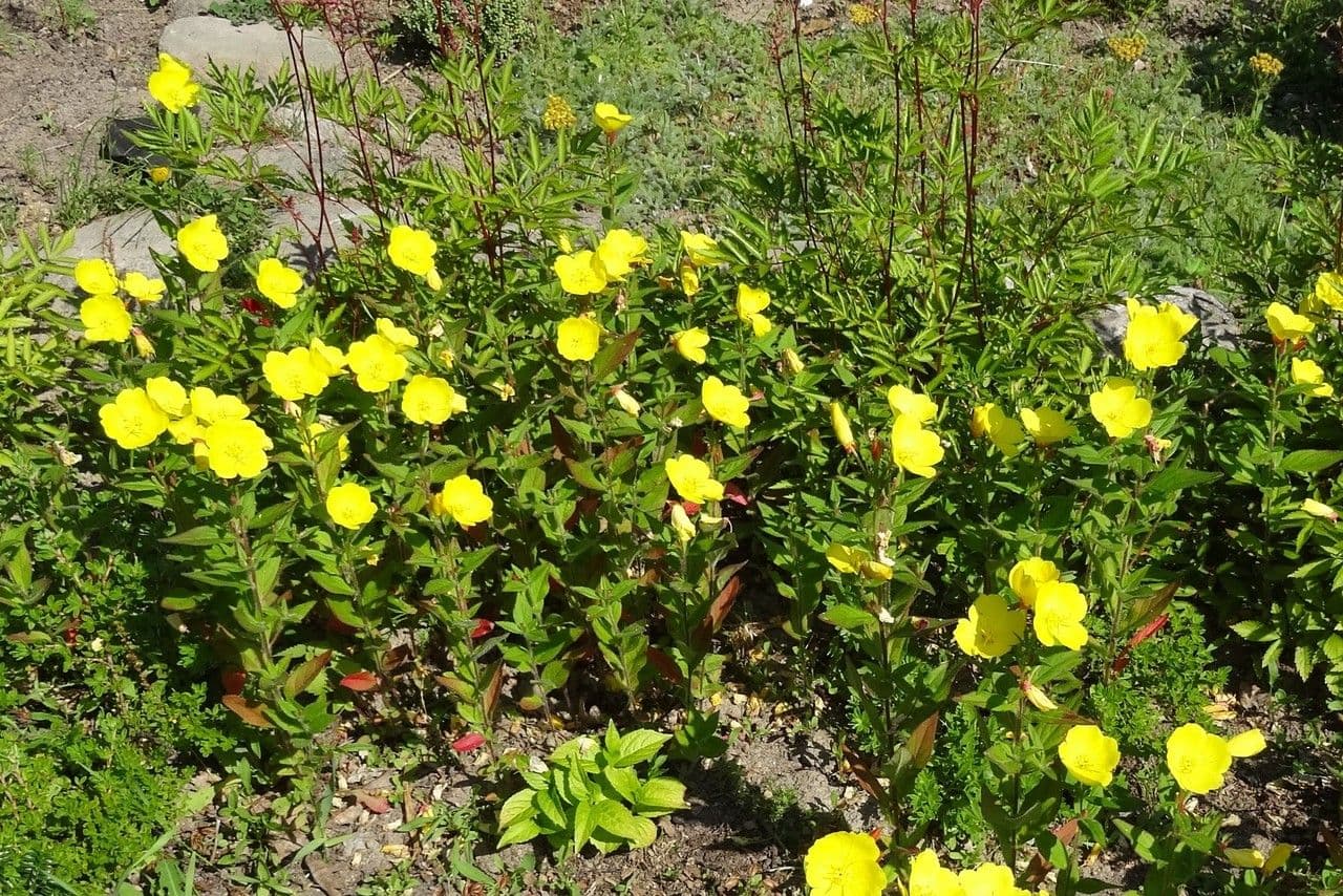 Enagra tetragona