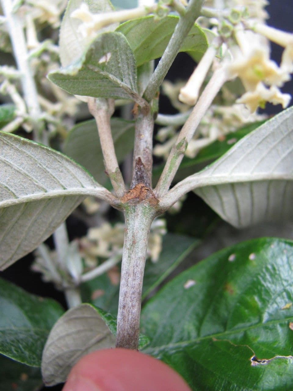 Arachnothryx buddlejovitý 16