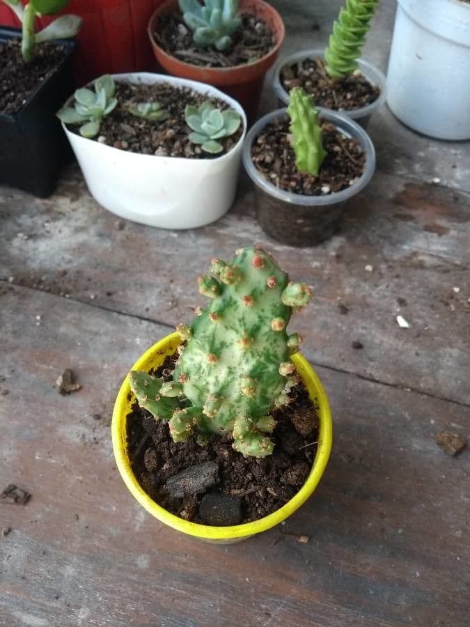 Opuntia a tre spine 20