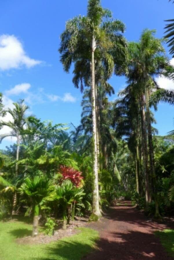 Dypsis 9