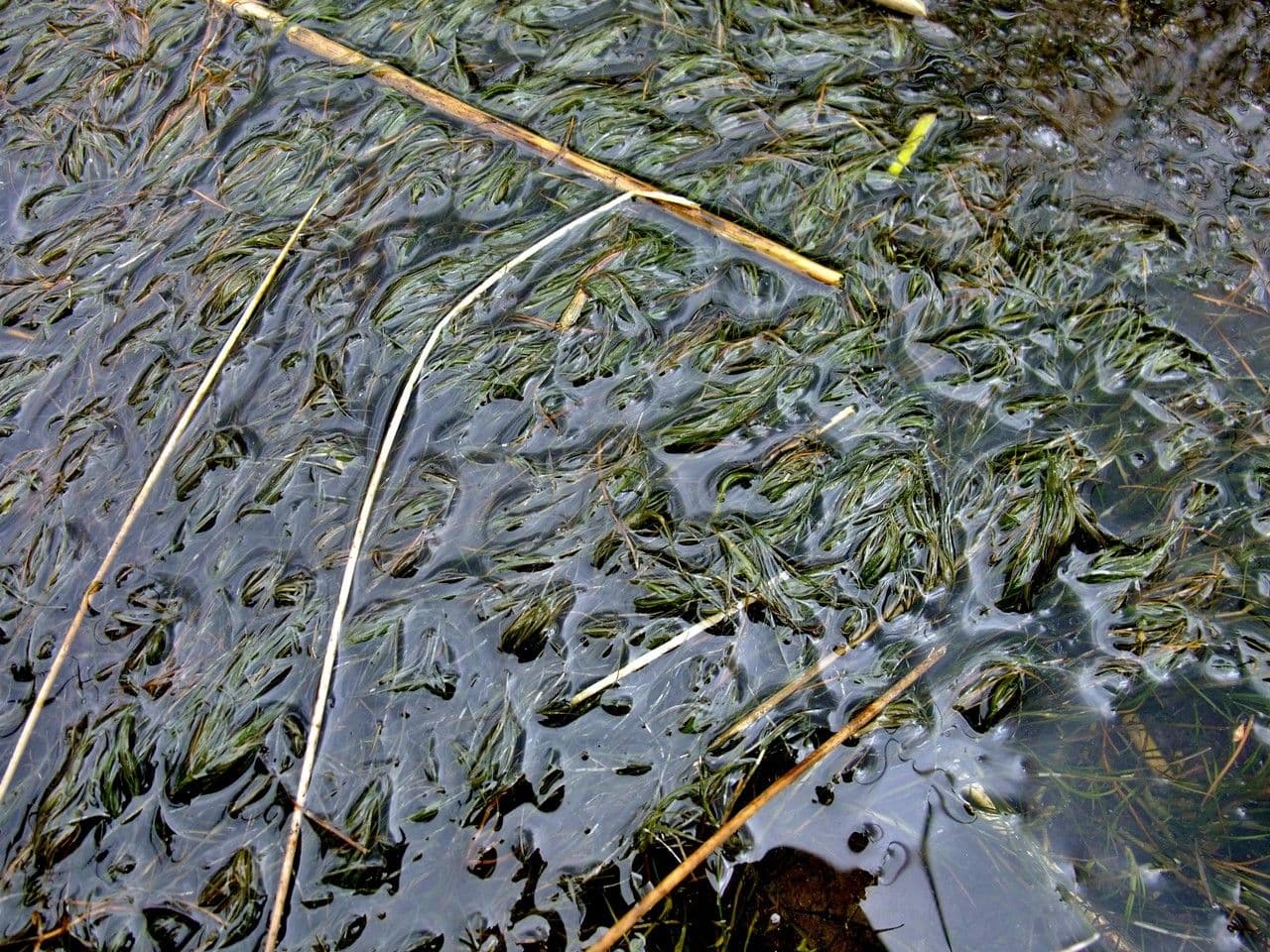 Zanichellia palustre 15