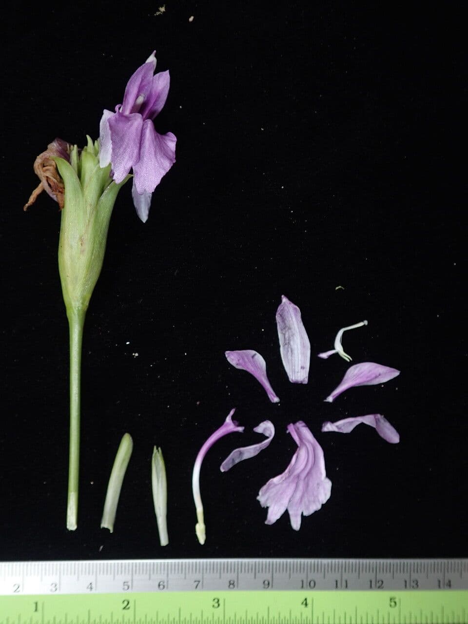 Roscoea 2