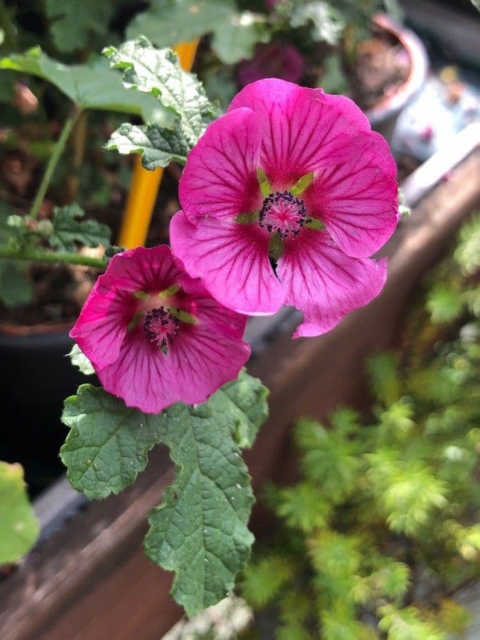 Anisodontea 4