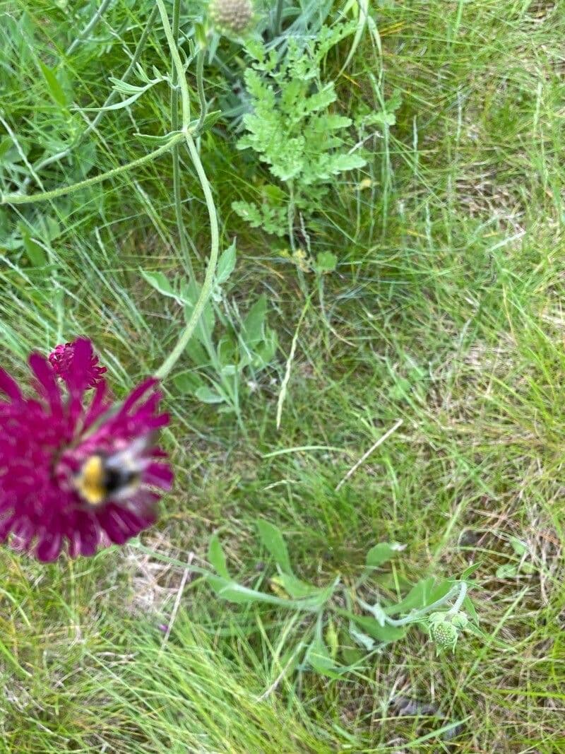 Knautia 17