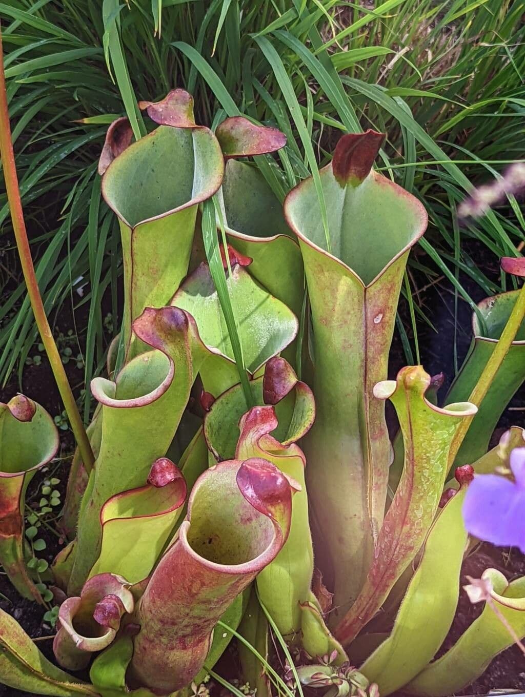 Heliamphora 5