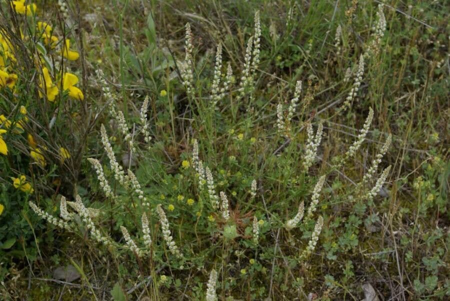 Sesamoides purpurascens 9