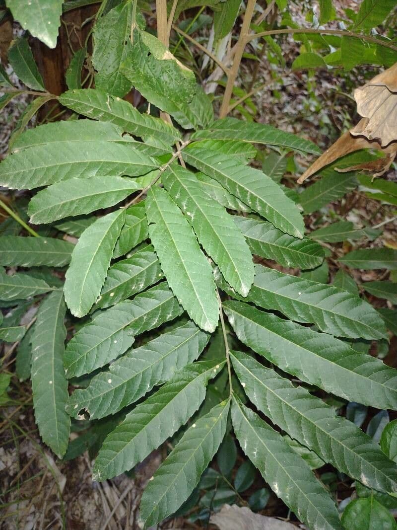 Cupania 13