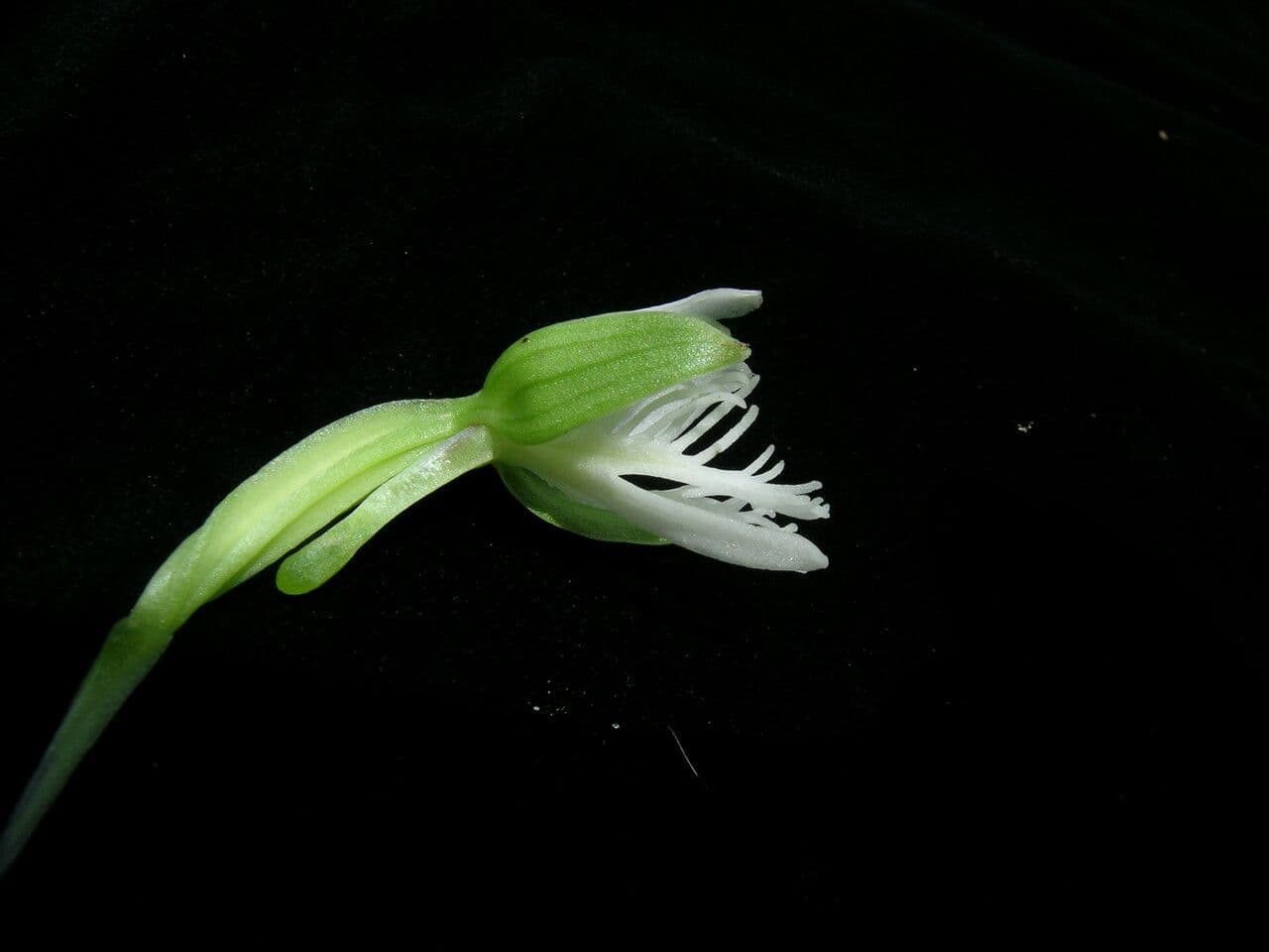 Habenaria 3