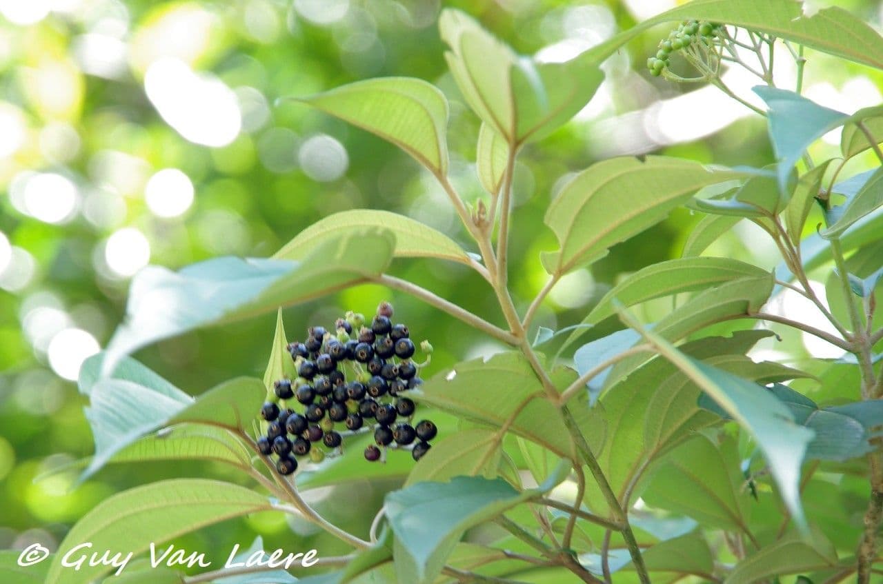 Miconia
