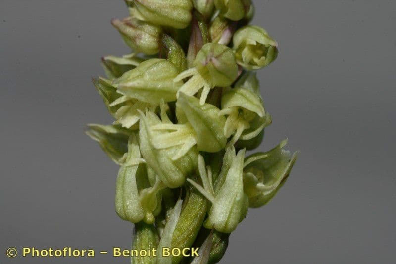 Orchidea maculata 4