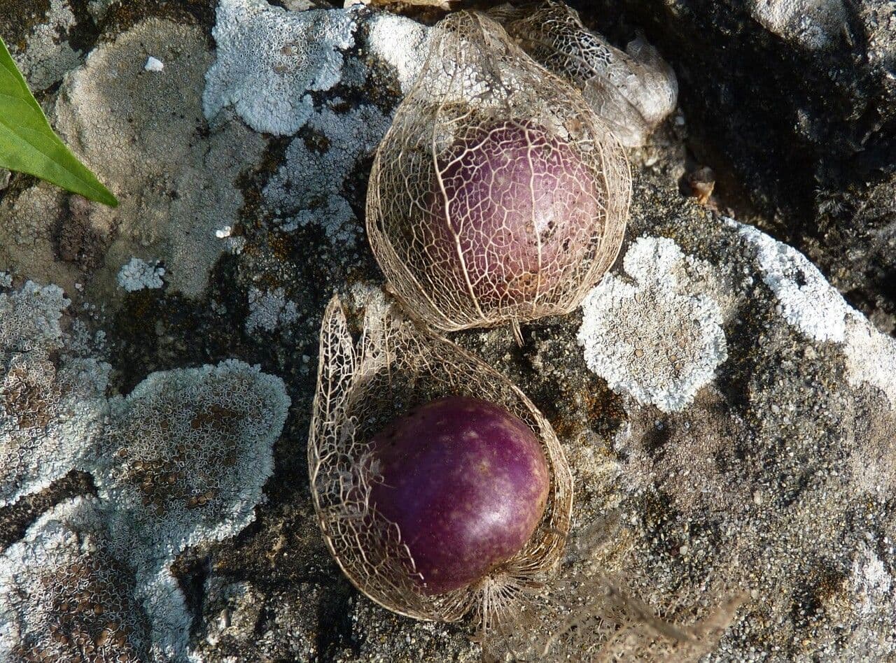 Tomatillo 5