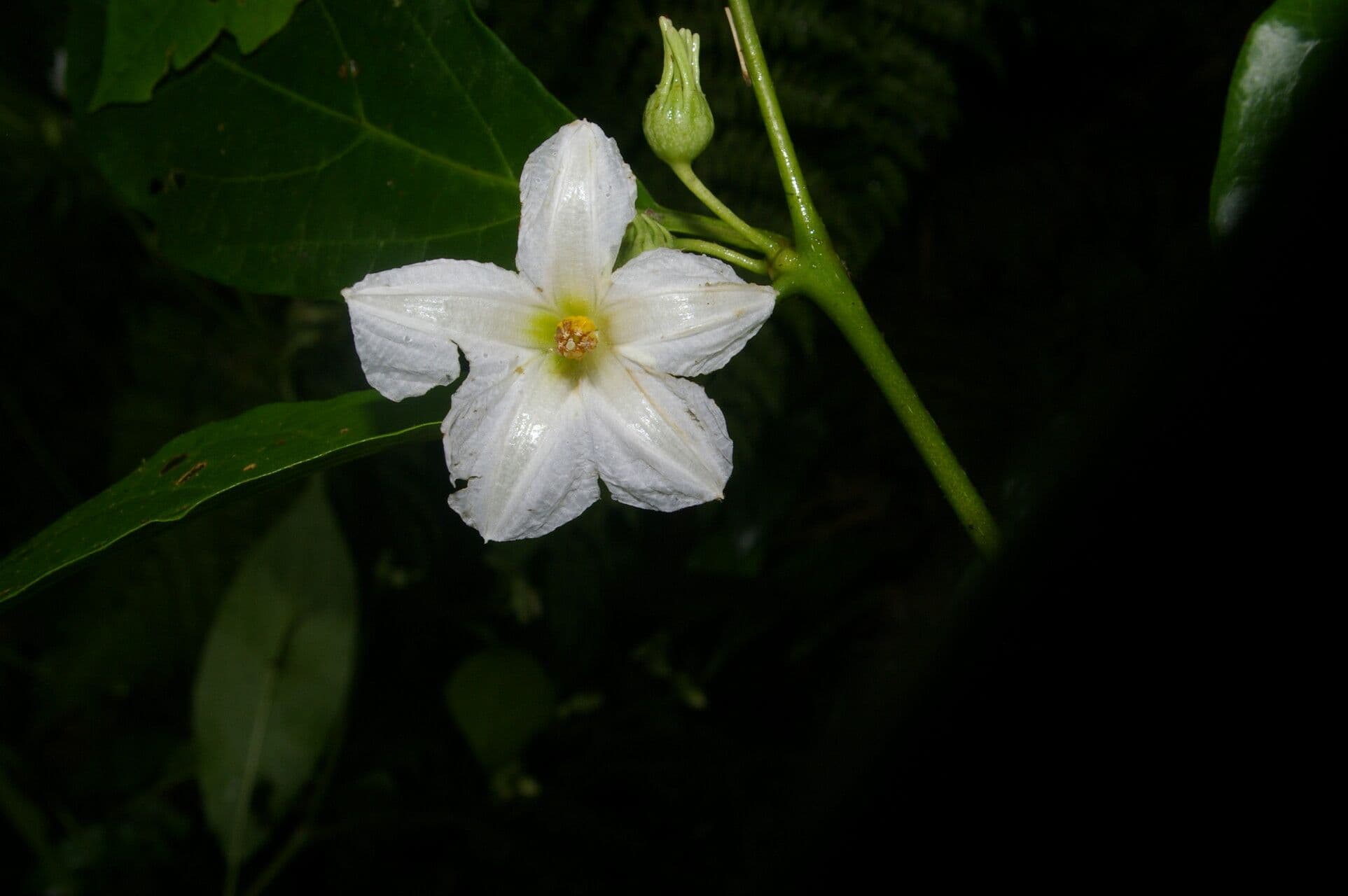Lycianthes pauciflora 7