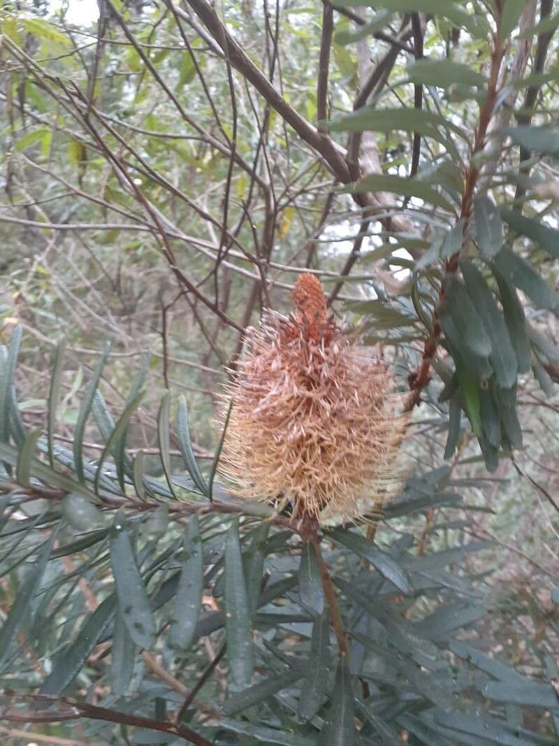 Banksia 4