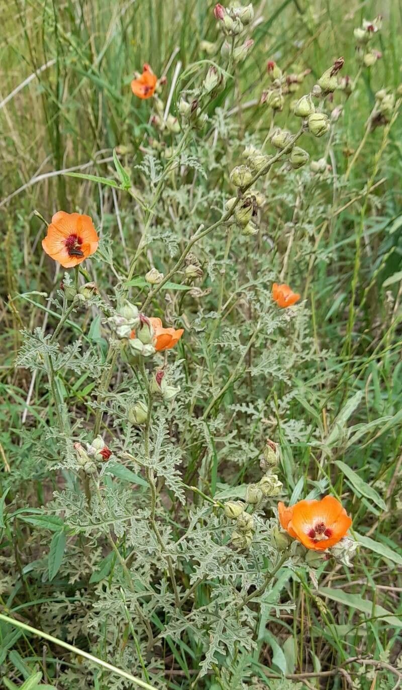 Sphaeralcea australe 6