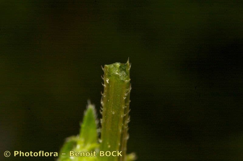 Lappola aspera 21