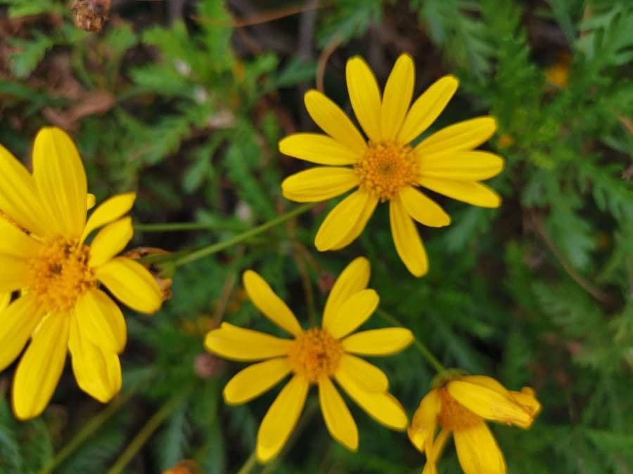 Thymophylla 6