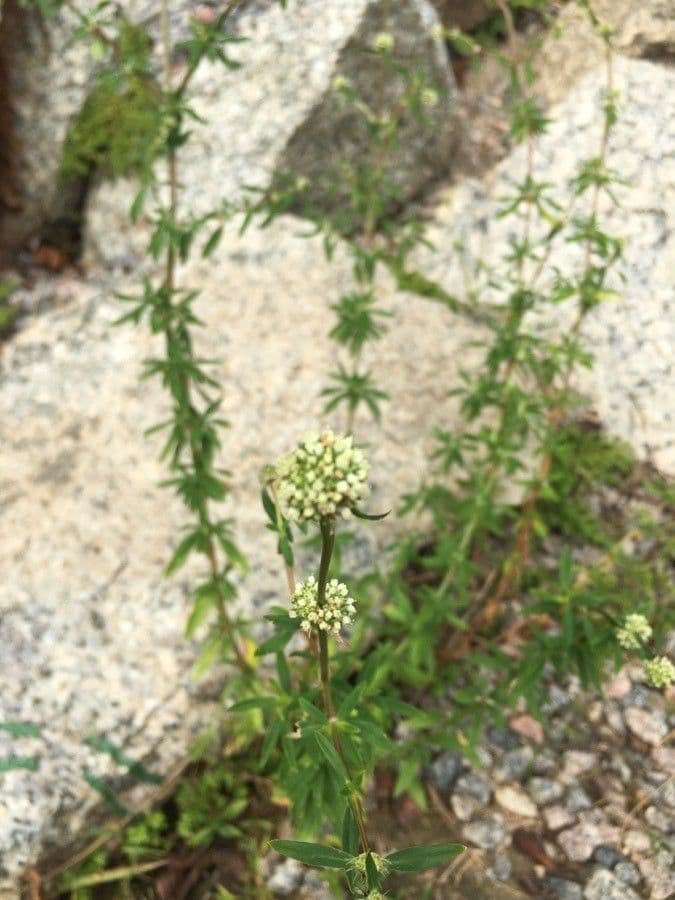 Spermacoce verticillata 2