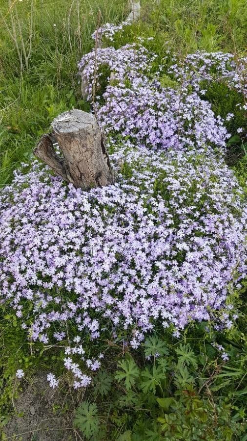 Phlox subulato 24