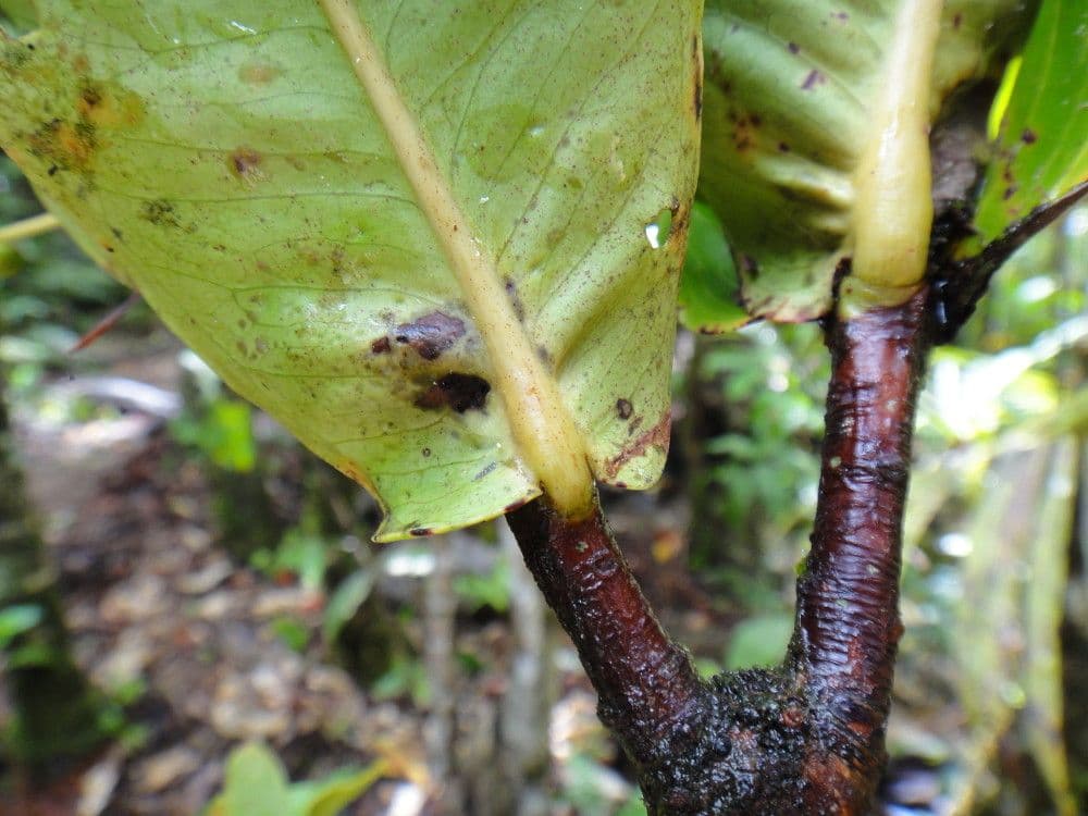 Syzygium 3