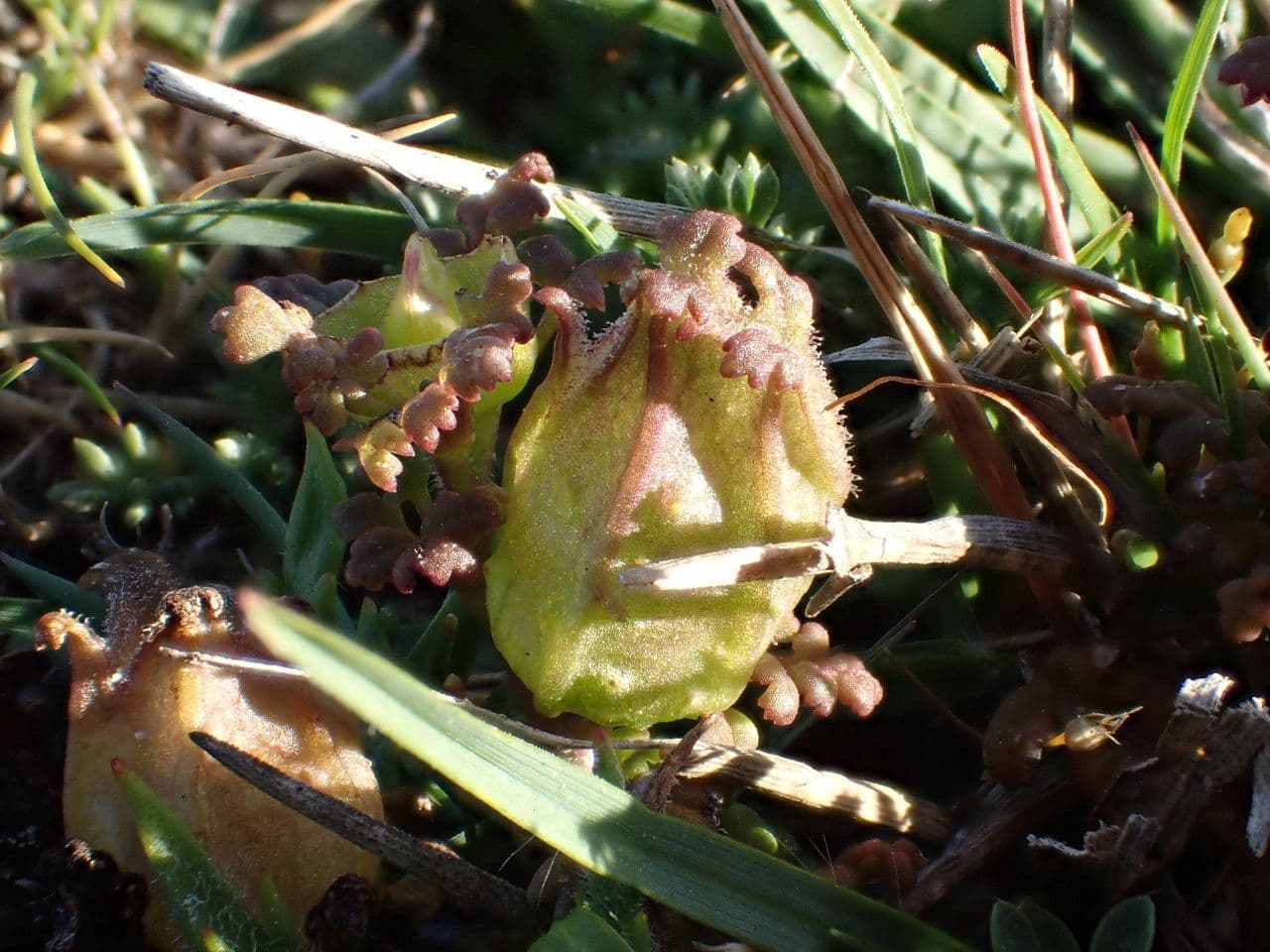 Pedicolare silvatica 4