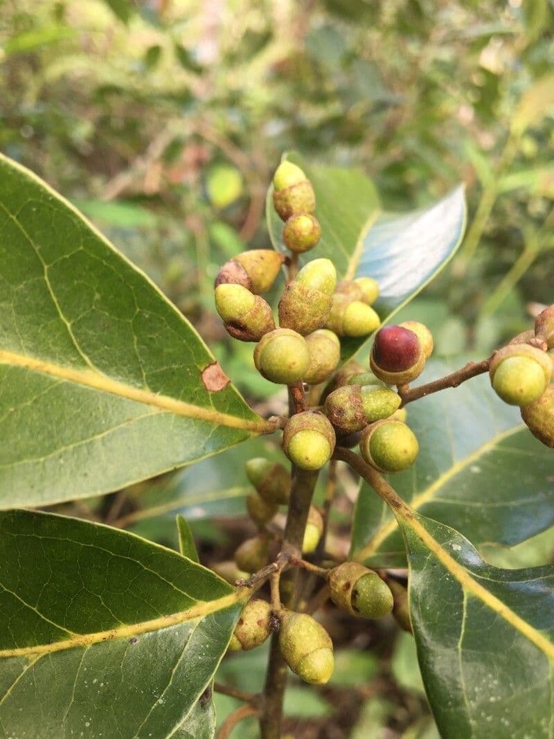 Ocotea notata 2