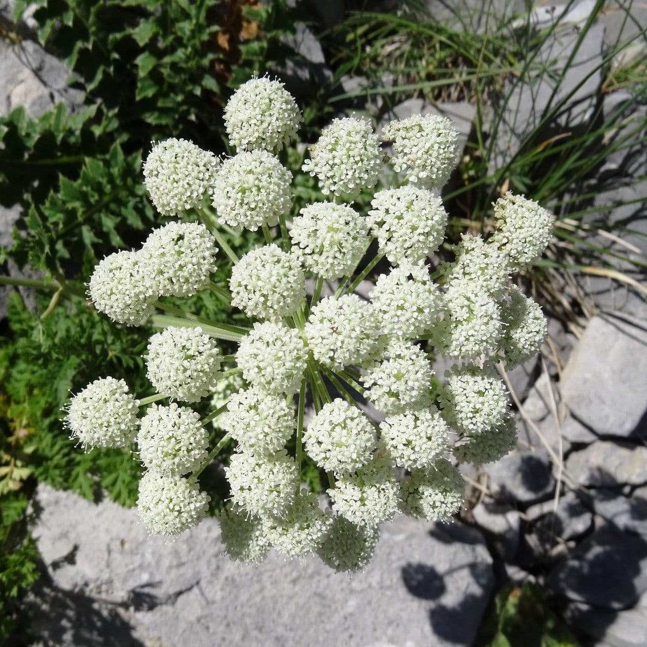 Endressia pyrenaica 3