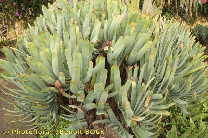Kumara 8