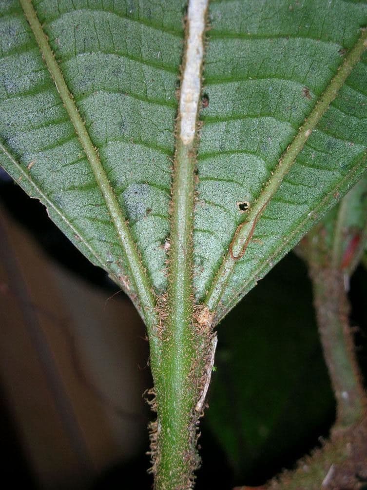Miconia 18