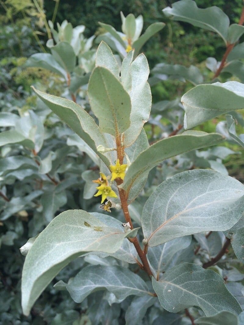 Hlošina stříbrná 8