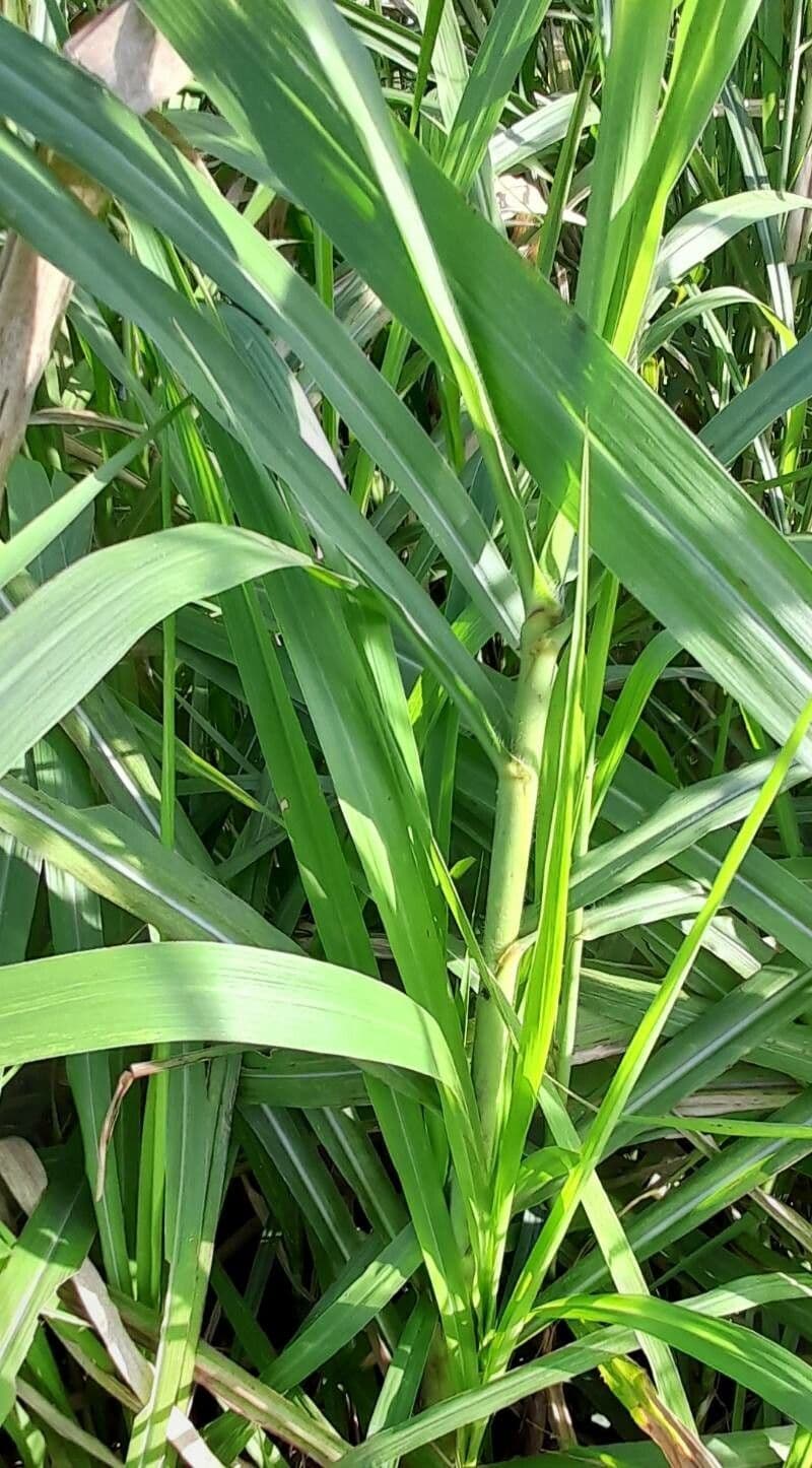 Setaria minore 24