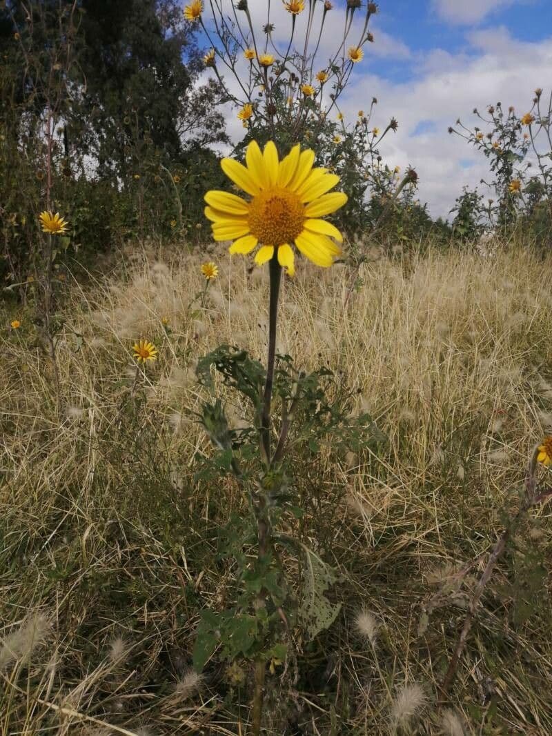 Acahual 10